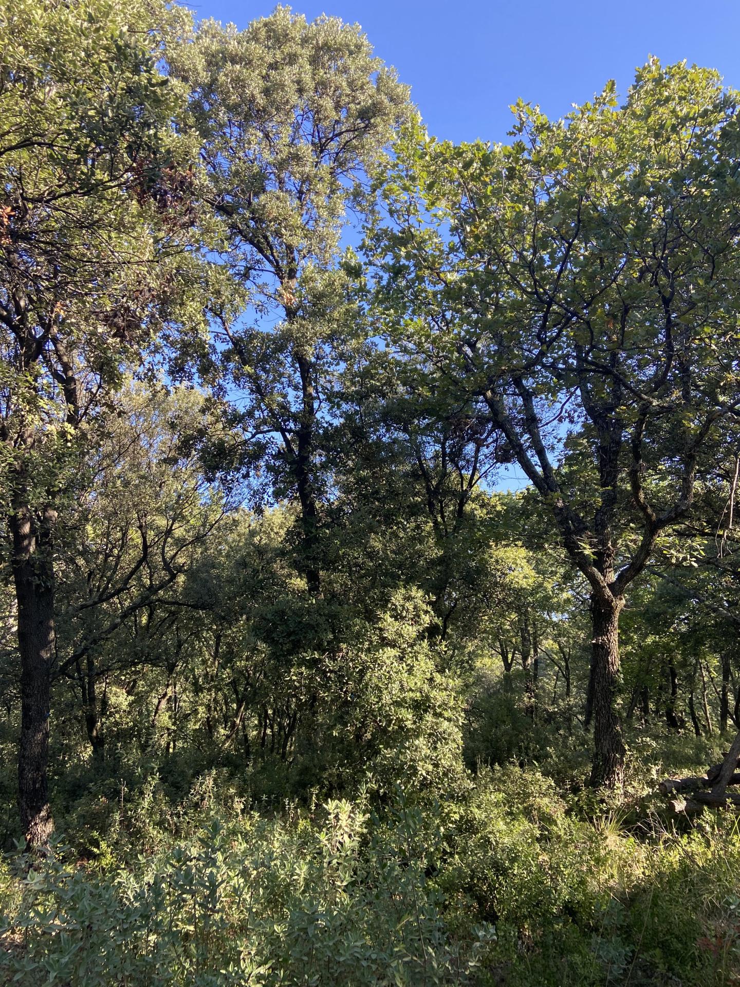 Paysage dentelles2